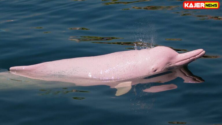 A'mystery' meeting with a pink dolphin and a young of a completely different species was observed.