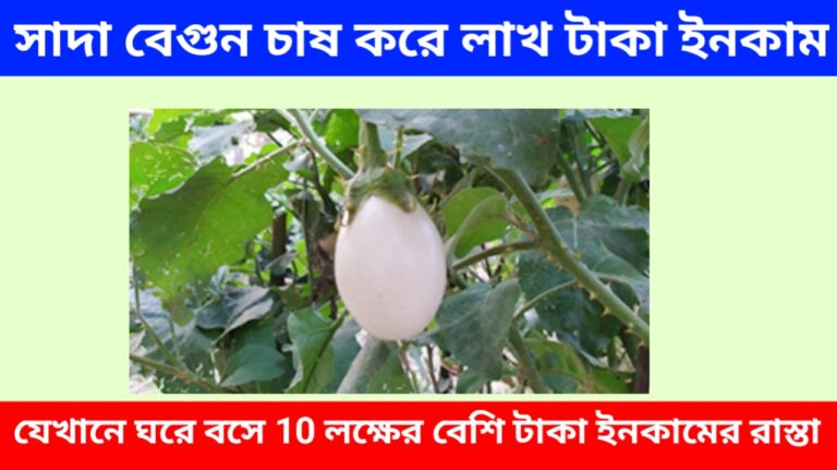 সাদা বেগুন চাষ করে লাখ লাখ টাকা ইনকাম করুন: যেখানে ঘরে বসে 10 লক্ষের বেশি টাকা ইনকামের রাস্তা। জেনে নিন বিস্তারিত তথ্য 